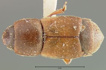 Media type: image;   Entomology 24483 Aspect: habitus dorsal view